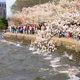 Cherry Blossoms in DC (Image: Andrew Bossi)